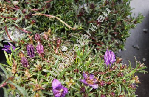 Edraianthus serpyllifolius (Vis.) DC. (Wahlenbergia)