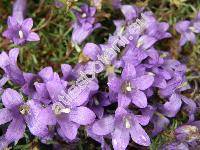 Edraianthus serpyllifolius (Vis.) DC. (Wahlenbergia)