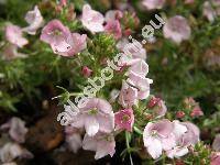 Veronica armena 'Rosea' (Veronica armena Boiss. et Huet.)