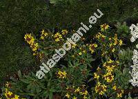 Erysimum 'Walberton's Fragrant Sunshine'