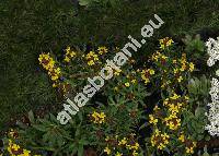 Erysimum 'Walberton's Fragrant Sunshine'