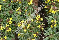 Erysimum 'Walberton's Fragrant Sunshine'