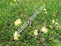 Anthyllis vulneraria subsp. alpestris (Kit.) Aschr. et Gr. (Anthyllis alpestris Heg. et Heer)