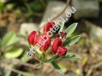 Anthyllis vulneraria var. coccinea (Anthyllis vulgaris (Koch) Kern. Anthyllis affinis Britt. ex Kern.)