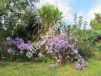 Aster versicolor Willd. (Aster laevis x Aster novi-belgii, Symphyotrichum versicolor (Willd.) Nes., Aster x versicolor)