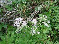 Thalictrum aquilegiifolium f. niveum (Thalictrum atropurpureum Jacq., Ruprechtia aquilegifolia (L.) Opiz, Tripterium pauciflorum (Schur) Schur, Leucocoma aquilegiifolia (L.) Nieuw.)