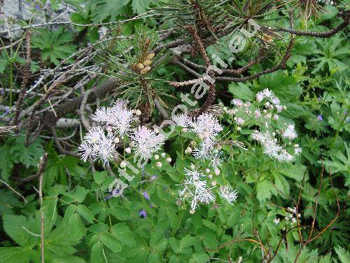 Thalictrum aquilegiifolium f. niveum (Thalictrum atropurpureum Jacq., Ruprechtia aquilegifolia (L.) Opiz, Tripterium pauciflorum (Schur) Schur, Leucocoma aquilegiifolia (L.) Nieuw.)