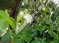 Thalictrum aquilegiifolium f. niveum (Thalictrum atropurpureum Jacq., Ruprechtia aquilegifolia (L.) Opiz, Tripterium pauciflorum (Schur) Schur, Leucocoma aquilegiifolia (L.) Nieuw.)