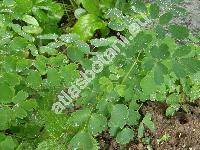 Thalictrum aquilegiifolium f. niveum (Thalictrum atropurpureum Jacq., Ruprechtia aquilegifolia (L.) Opiz, Tripterium pauciflorum (Schur) Schur, Leucocoma aquilegiifolia (L.) Nieuw.)