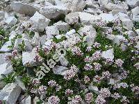 Valeriana supina (Valeriana supina Ard.)