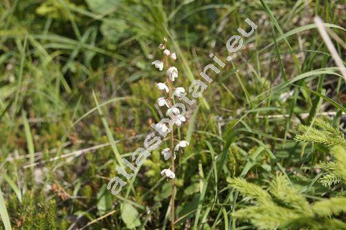 Pyrola rotundifolia L. (Thelaila rotundifolia (L.) Alef.)