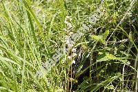 Pyrola rotundifolia L. (Thelaila rotundifolia (L.) Alef.)