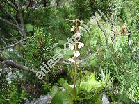 Pyrola rotundifolia L. (Thelaila rotundifolia (L.) Alef.)