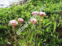 Armeria alpina Willd.