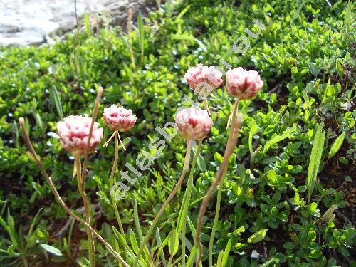 Armeria alpina Willd.