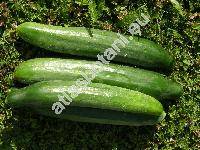 Cucumis sativus L. 'Saturn'