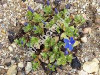 Gentiana orbicularis Schur (Gentiana verna subsp. favratii (Ritt.) Fourn.)