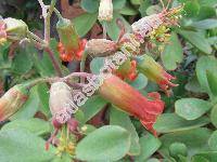 Cotyledon orbiculata 'Macrantha' (Cotyledon orbiculata L., Cotyledon orbiculata var. oblonga, Cotyledon macrantha, Cotyledon elata, Cotyledon ramosa)