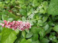 Bistorta affinis (Don) Soj. (Polygonum affine Don, Persicaria affinis)