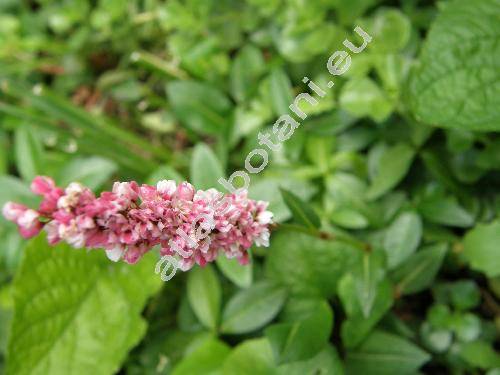 Bistorta affinis (Don) Soj. (Polygonum affine Don, Persicaria affinis)