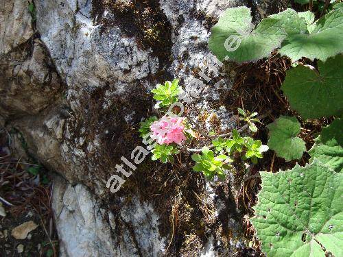 Rhododendron hirsutum L. (Azalea)