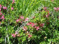 Rhododendron hirsutum L. (Azalea)