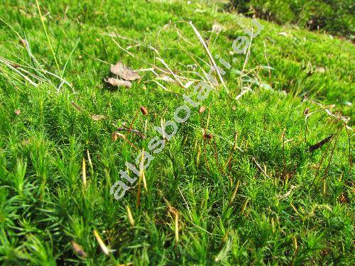 Polytrichum formosum Hedw. (Polytrichastrum formosum (Hedw.) Sm., Polytrichum attenuatum)