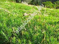 Polytrichum formosum Hedw. (Polytrichastrum formosum (Hedw.) Sm., Polytrichum attenuatum)