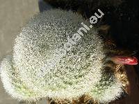 Rebutia senilis Back. (Aylostera, Rebutia  miniscula Schur)