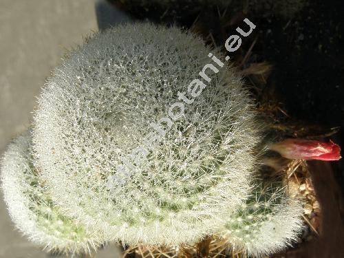 Rebutia senilis Back. (Aylostera, Rebutia  miniscula Schur)