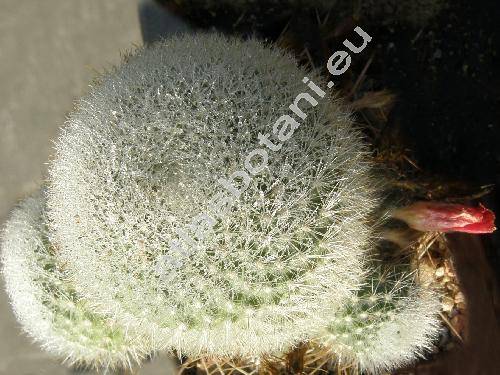 Rebutia senilis Back. (Aylostera, Rebutia  miniscula Schur)