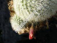 Rebutia senilis Back. (Aylostera, Rebutia  miniscula Schur)