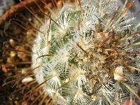 Mammillaria stella-de-tacubaya Heese (Mammillaria gasseriana)