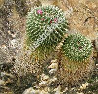 Mammillaria magnimamma Haw. (Mammillaria macrantha DC., Mammillaria centricirrha Lem., Neomammillaria)