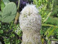 Espostoa lanata (Espostoa lanata (Kunth) Britt. et Rose, Oreocereus lanatus, Cereus lanatus, Pilocereus lanatus, Cleistocactus lanatus)