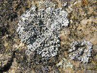 Parmelia saxatilis (L.) Ach. (Lichen saxatilis L.)