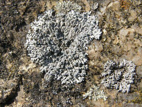 Parmelia saxatilis (L.) Ach. (Lichen saxatilis L.)