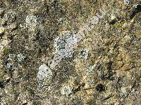 Parmelia saxatilis (L.) Ach. (Lichen saxatilis L.)