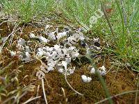 Peltigera polydactyla (Neck.) Hoffm. (Peltigera canina var. polydactylon, Lichen polydactylus Neck.)