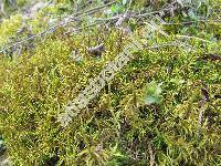 Thuidium abietinum (Hedw.) Schimp. (Abietinella abietina (Hedw.) Fleisch.)