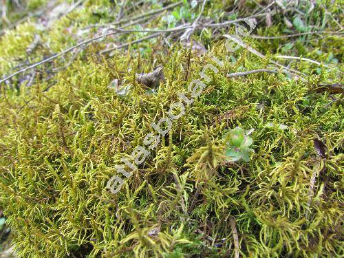 Thuidium abietinum (Hedw.) Schimp. (Abietinella abietina (Hedw.) Fleisch.)