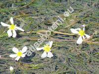 Batrachium fluitans (Lamk.) Wimm. (Ranunculus fluitans Lamk.)