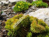 Sedum reflexum 'Cristatum'