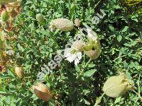 Silene vulgaris subsp. glareosa (Jord.) Marsd.-Jones et Turr. (Silene vulgaris subsp. prostrata (Gaud.) Schinz et Thell., Silene prostrata, Silene uniflora subsp. glareosa (Jord.) Chat. et Walt., Oberna glareosa)