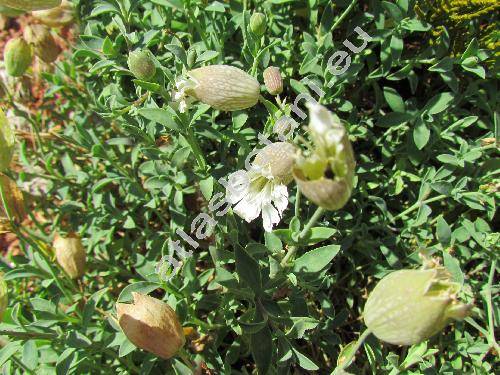 Silene vulgaris subsp. glareosa (Jord.) Marsd.-Jones et Turr. (Silene vulgaris subsp. prostrata (Gaud.) Schinz et Thell., Silene prostrata, Silene uniflora subsp. glareosa (Jord.) Chat. et Walt., Oberna glareosa)