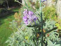 Linaria purpurea (L.) Mill. (Antirrhinum purpureum L.)