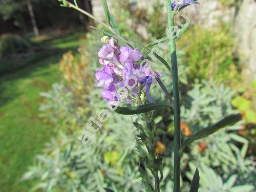 Linaria purpurea (L.) Mill. (Antirrhinum purpureum L.)