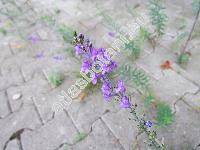 Linaria purpurea (L.) Mill. (Antirrhinum purpureum L.)