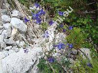 Aquilegia alpina L.