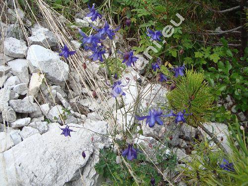 Aquilegia alpina L.